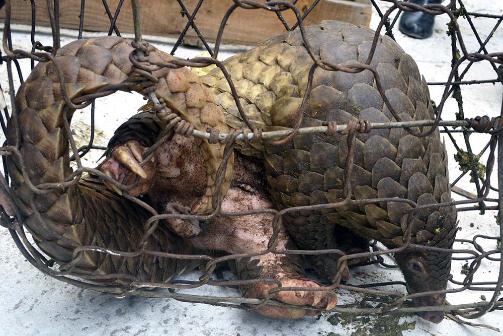 Pangolin in wire cage