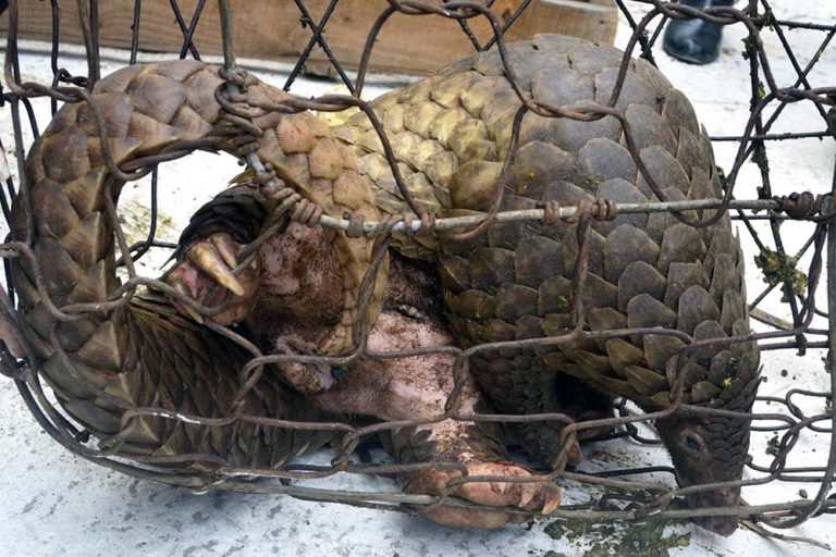 Read more about the article The case against pangolin farming
