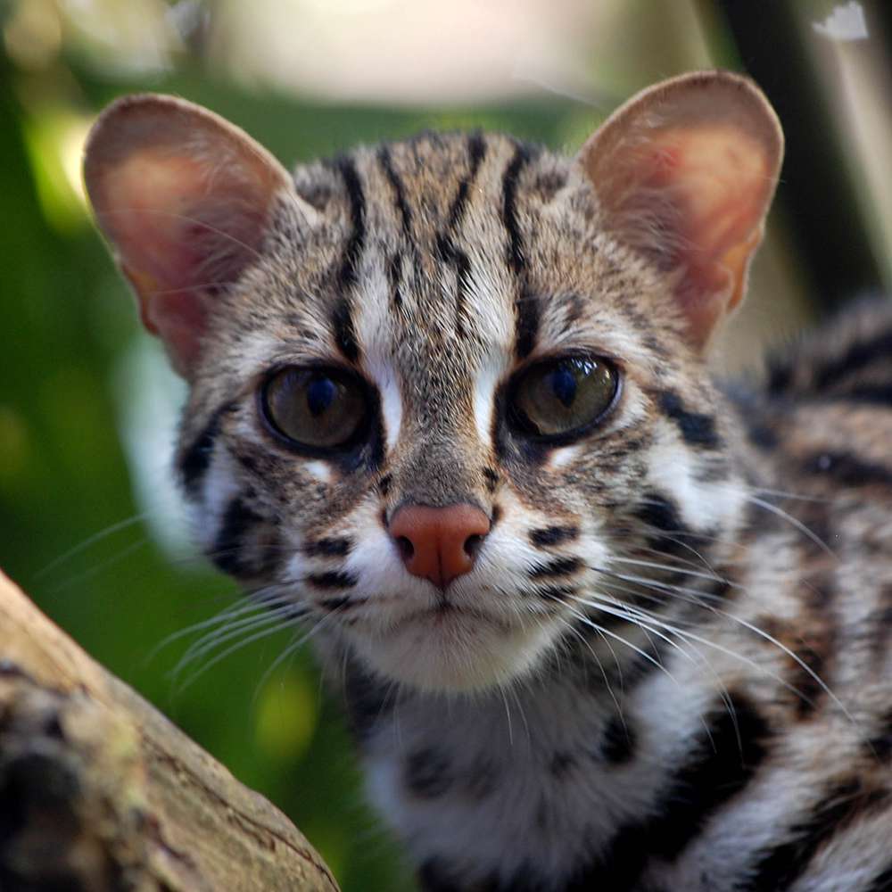 Adopt a leopard cat