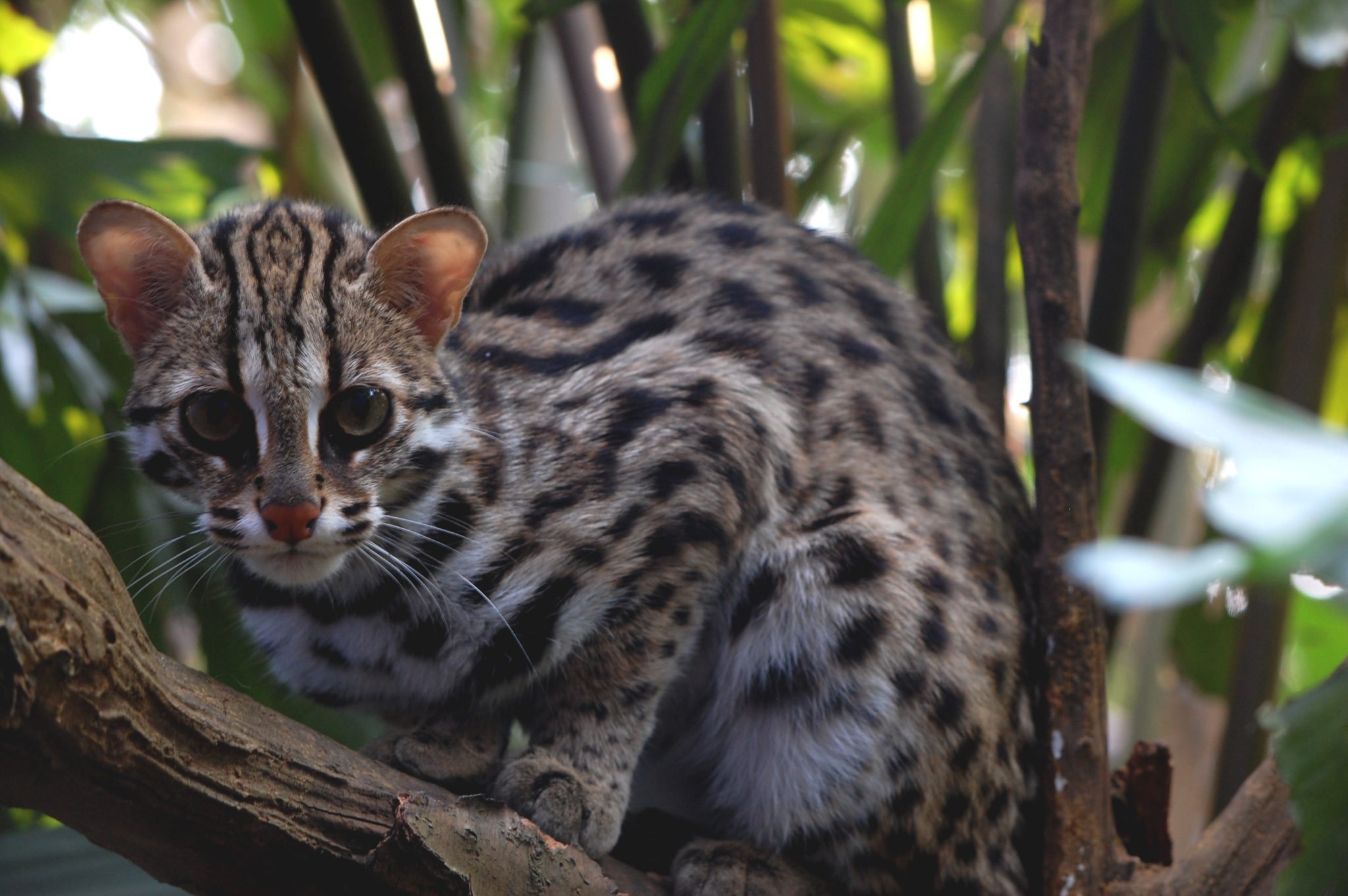 Adopt a leopard cat • Save Vietnam's Wildlife