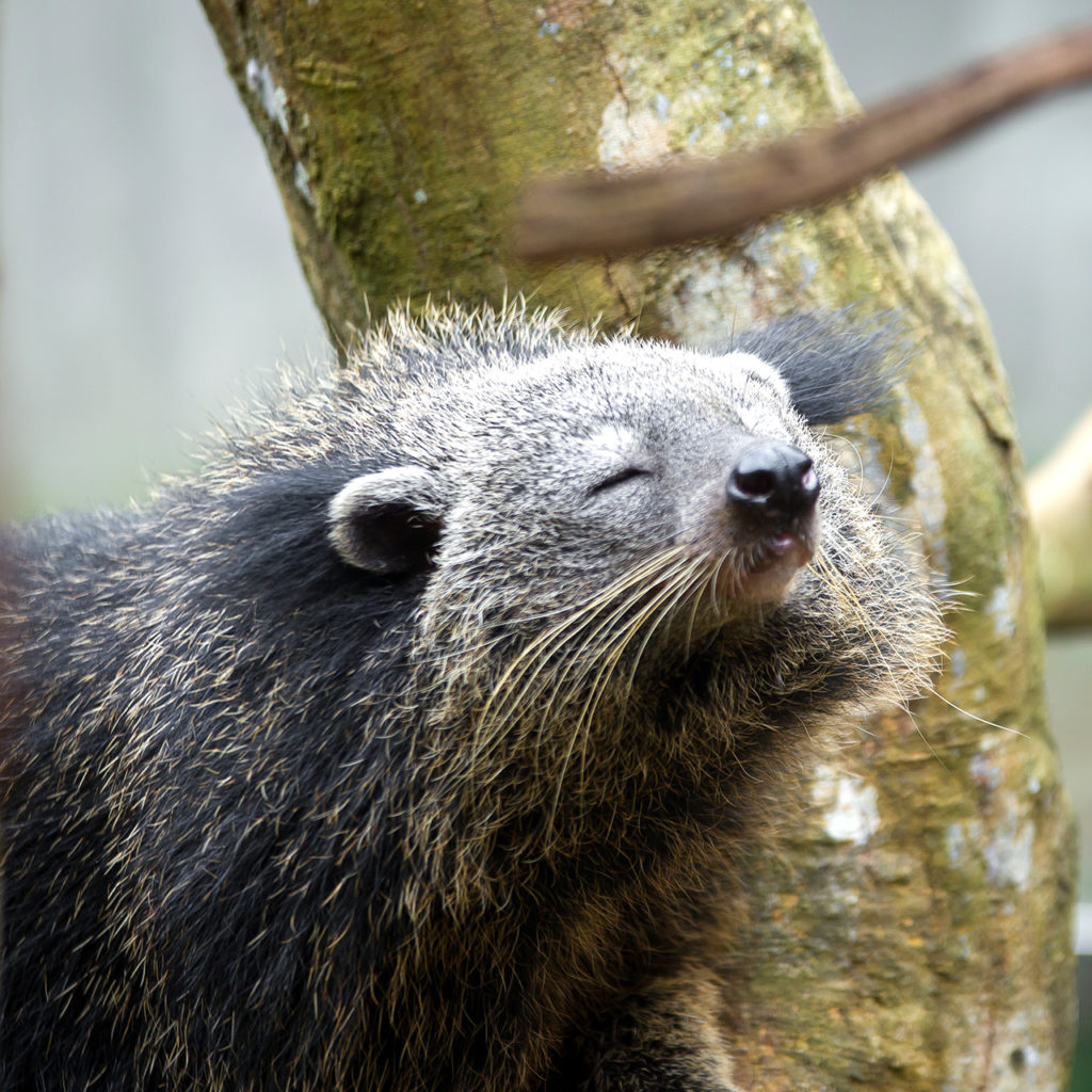 binturong-phong-nha-AQ2I5296