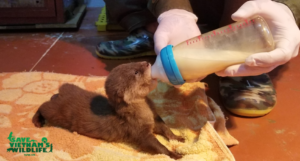 Successfully rescued 15 extremely endangered baby otters