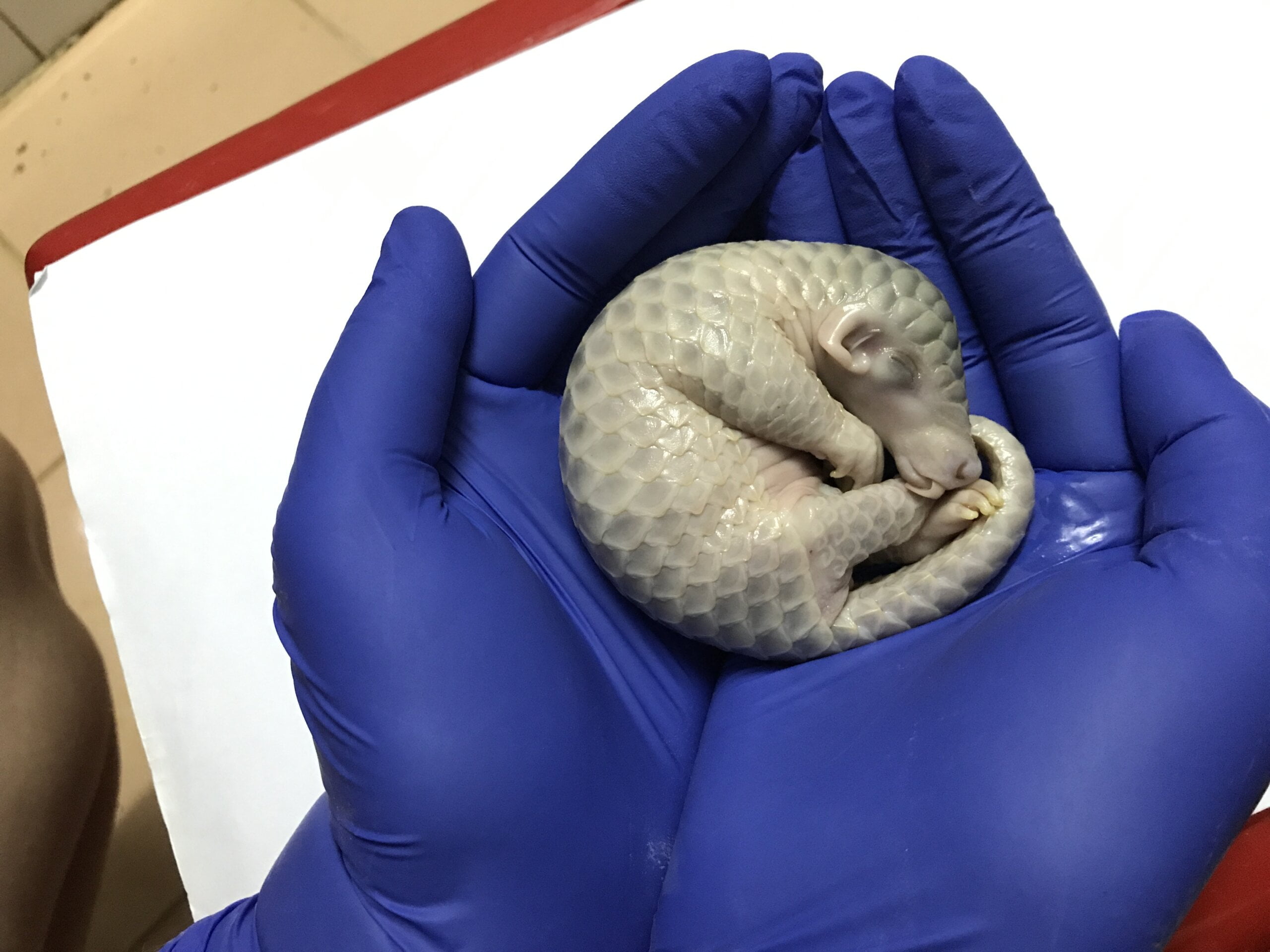 Dead baby Pangolin scaled