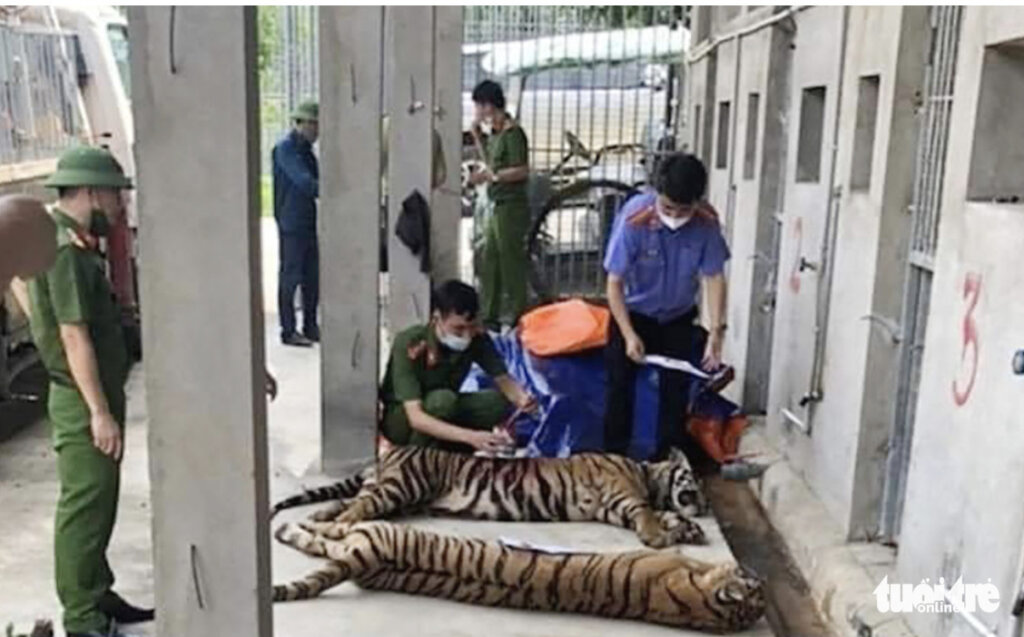 Seven tigers given new life after rescue from illegal wildlife trade in  Vietnam