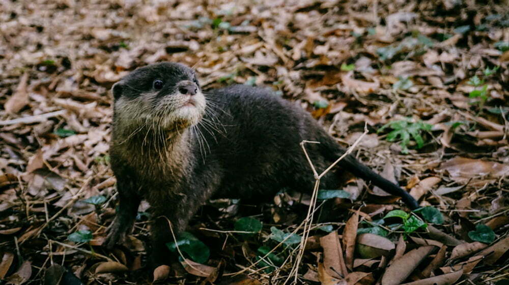 Otters banner