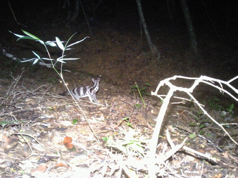 Owston’s Civets in Vietnam