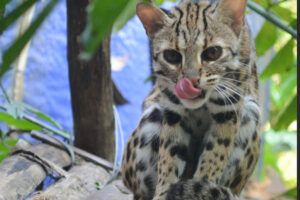 leopard cat meo rung