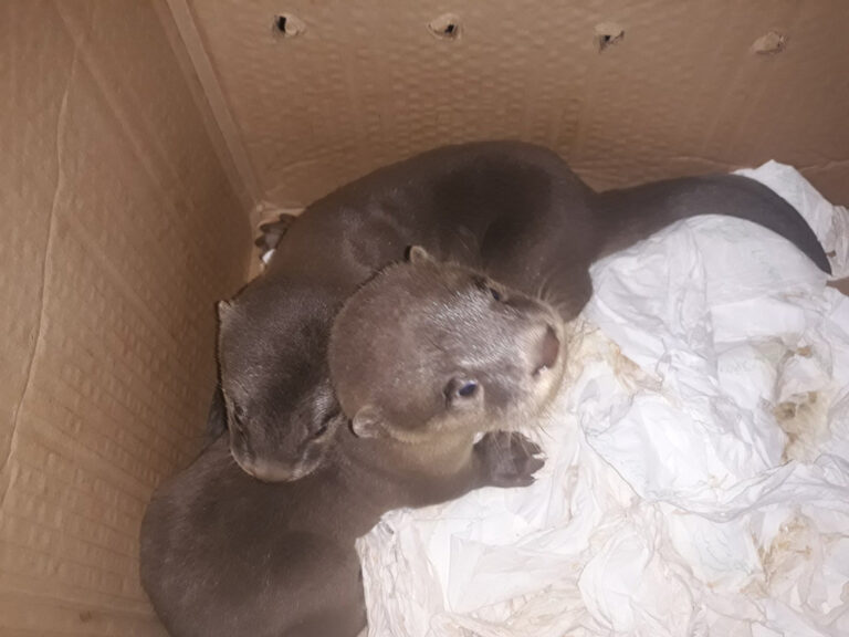 otter rescued