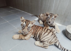 tiger cups at rescue center in Pu Mat 1