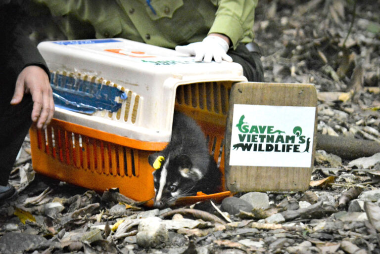 Read more about the article Release 30 Masked palm civets back to the wild