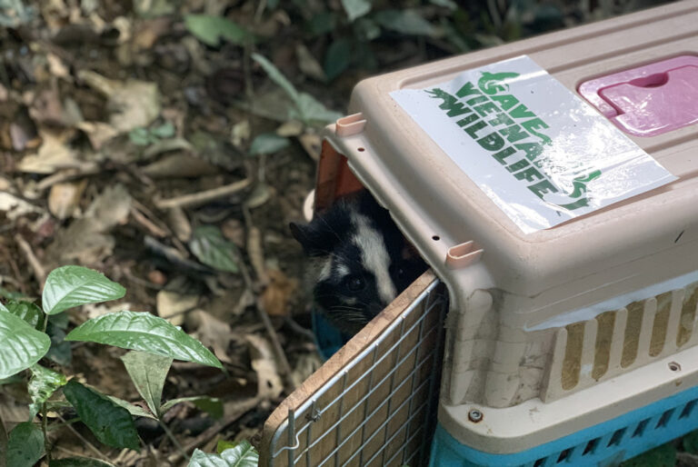 Read more about the article OPPORTUNITY AND CHALLENGE IN THE RESCUE AND RELEASE OF NEARLY 100 MASKED PALM CIVETS FROM THE FARM