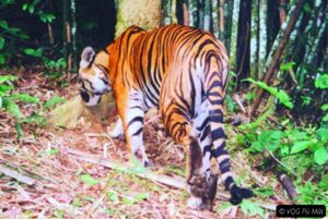 Indochinese tigers at Phong Nha-Ke Bang National Park