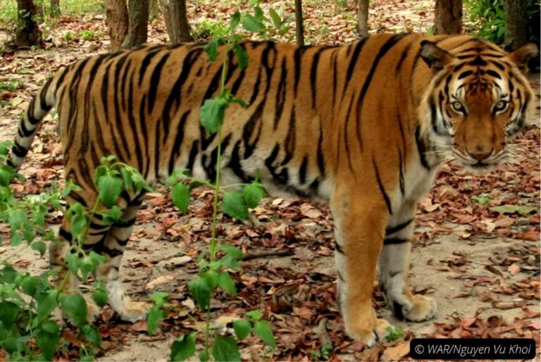 Read more about the article Welcoming The Lunar Year Of The Tiger 2022 – Join Svw To Protect Indochinese Tigers