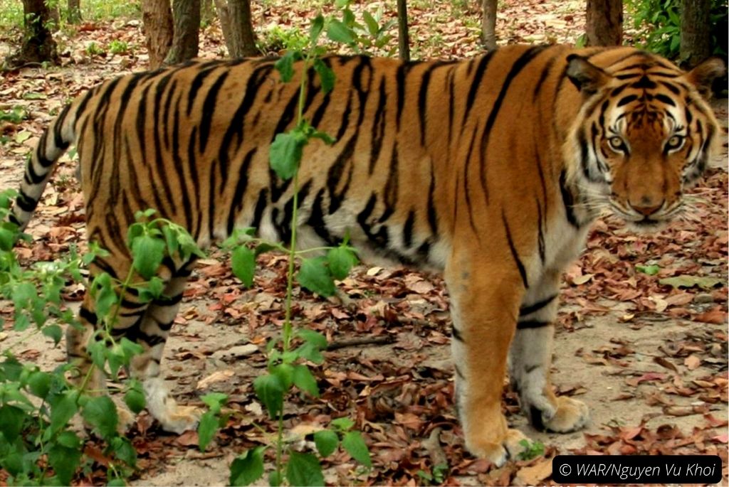 Indochinese tigers at Phong Nha-Ke Bang National Park