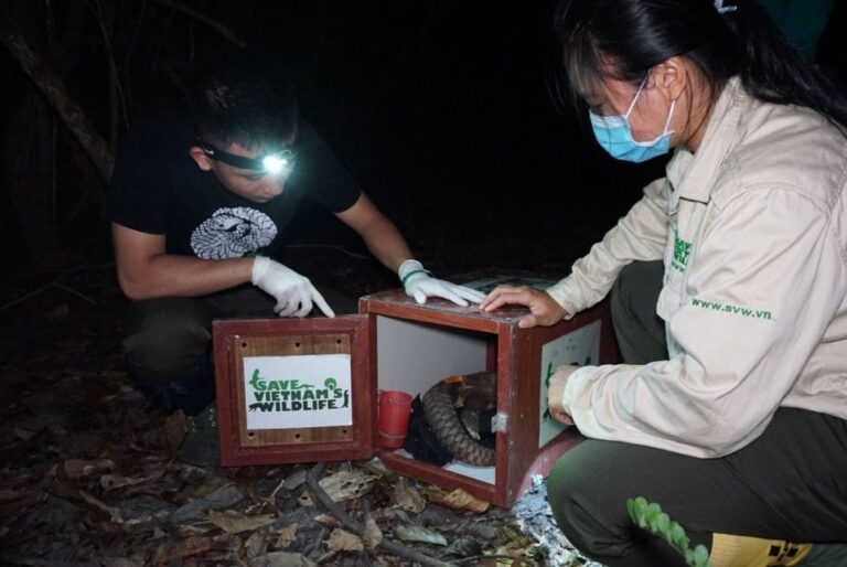 Read more about the article SVW Release 12 Sunda Pangolin Back to the Wild on World Pangolin Day 2022