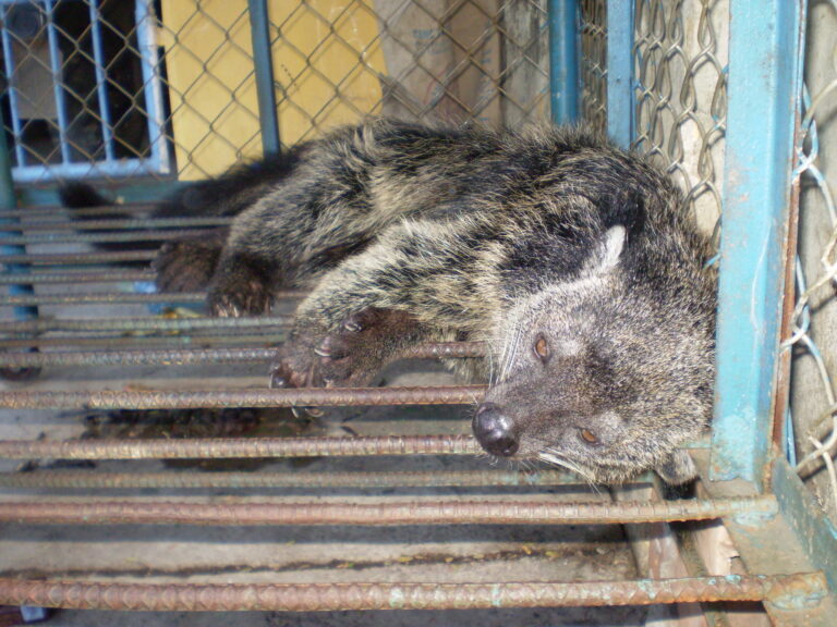 01 Mr.B Binturong