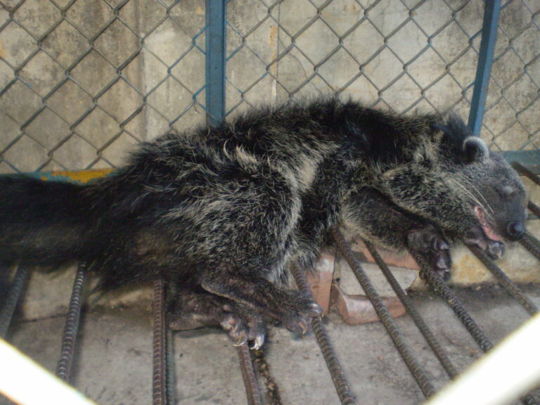 02 Mr.B Binturong