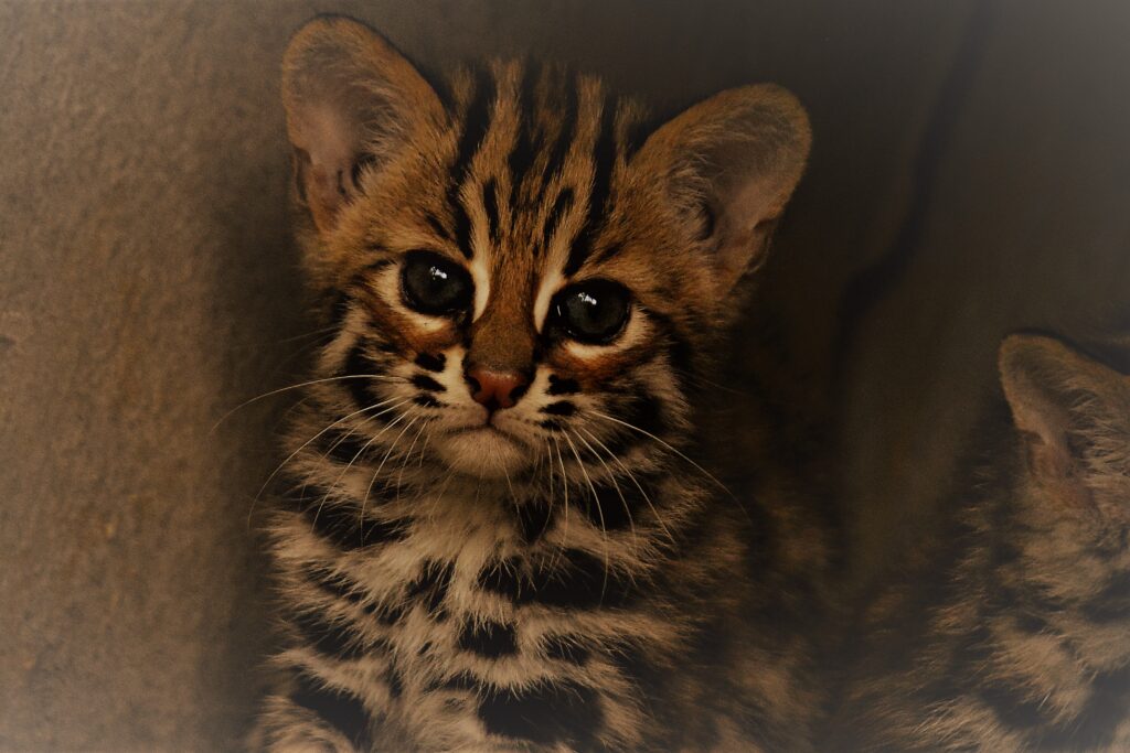 Leopard store cat leopards