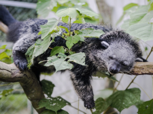Read more about the article Four Interesting Facts You May Not Know About The Binturong