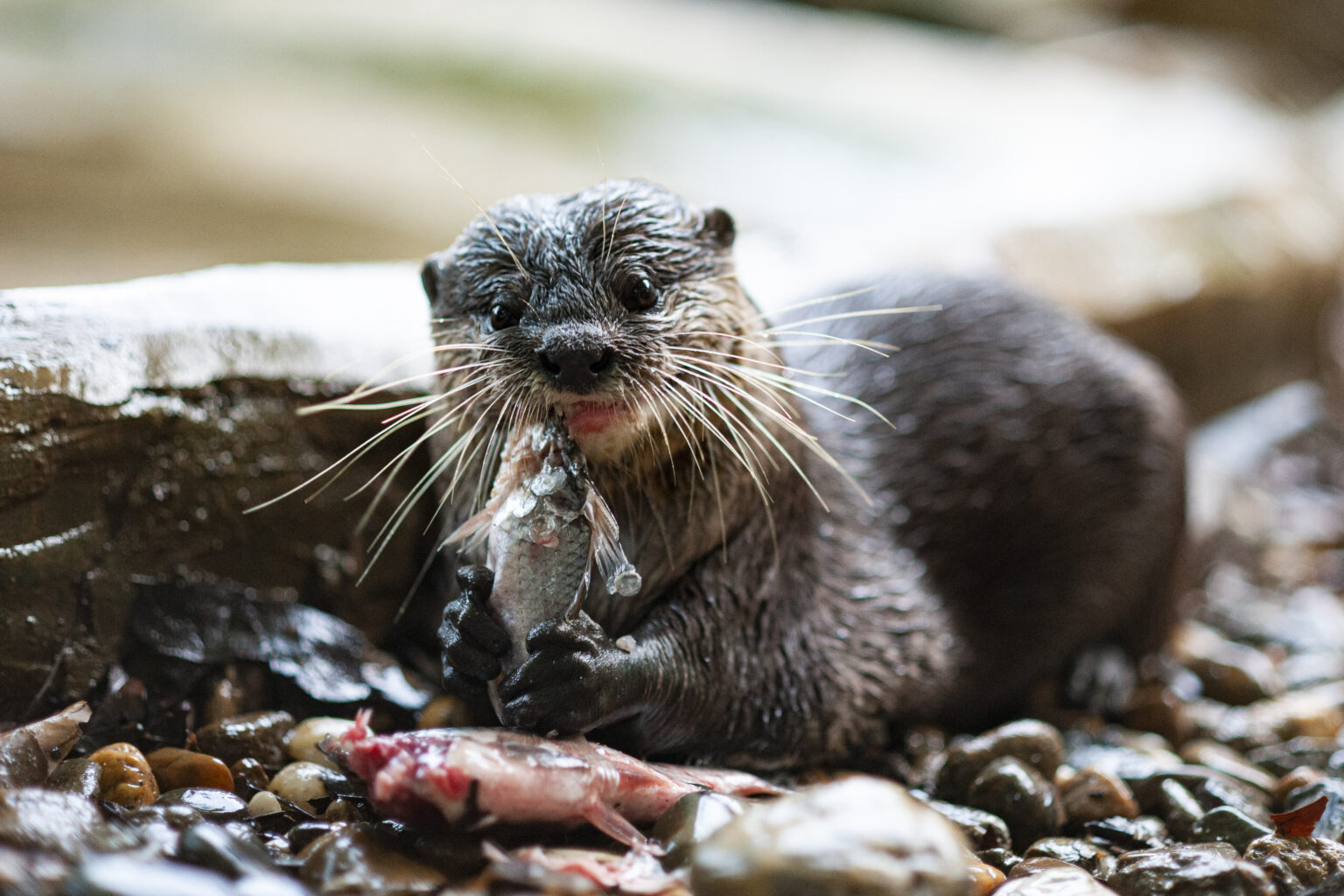 Otters - SVW - Save Vietnam's Wildlife