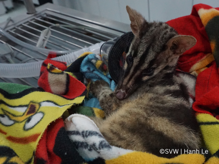 Read more about the article Rescued two rare Owston’s palm civet from illegal trade