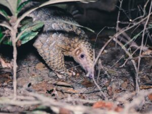 First Pangolins Release Trip in 2023