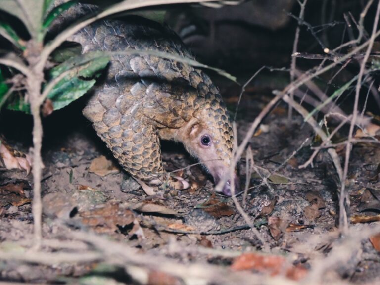 Read more about the article First Pangolins Release Trip in 2023