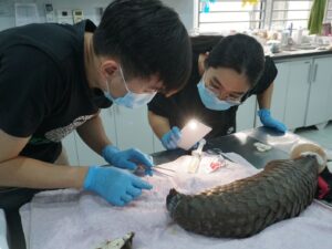 Read more about the article Wildlife veterinarian saves pangolins