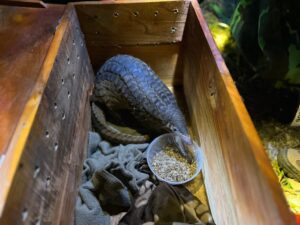 Read more about the article Release 15 Sunda pangolins back into the wild