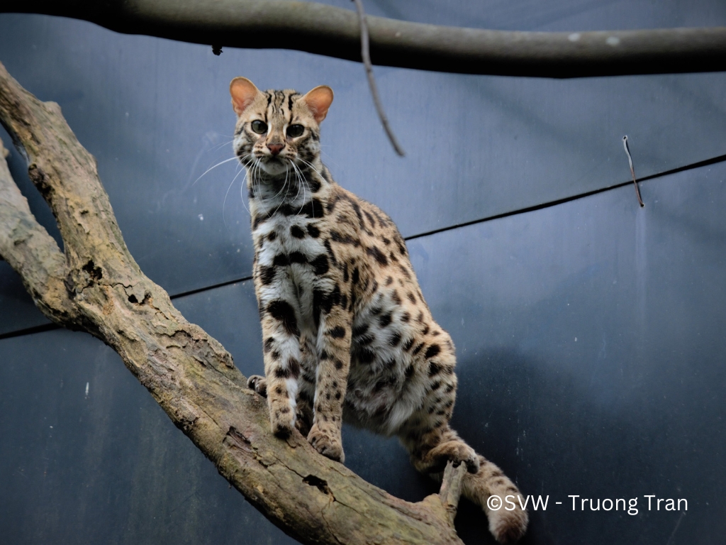 Leopard cat_Trivet2