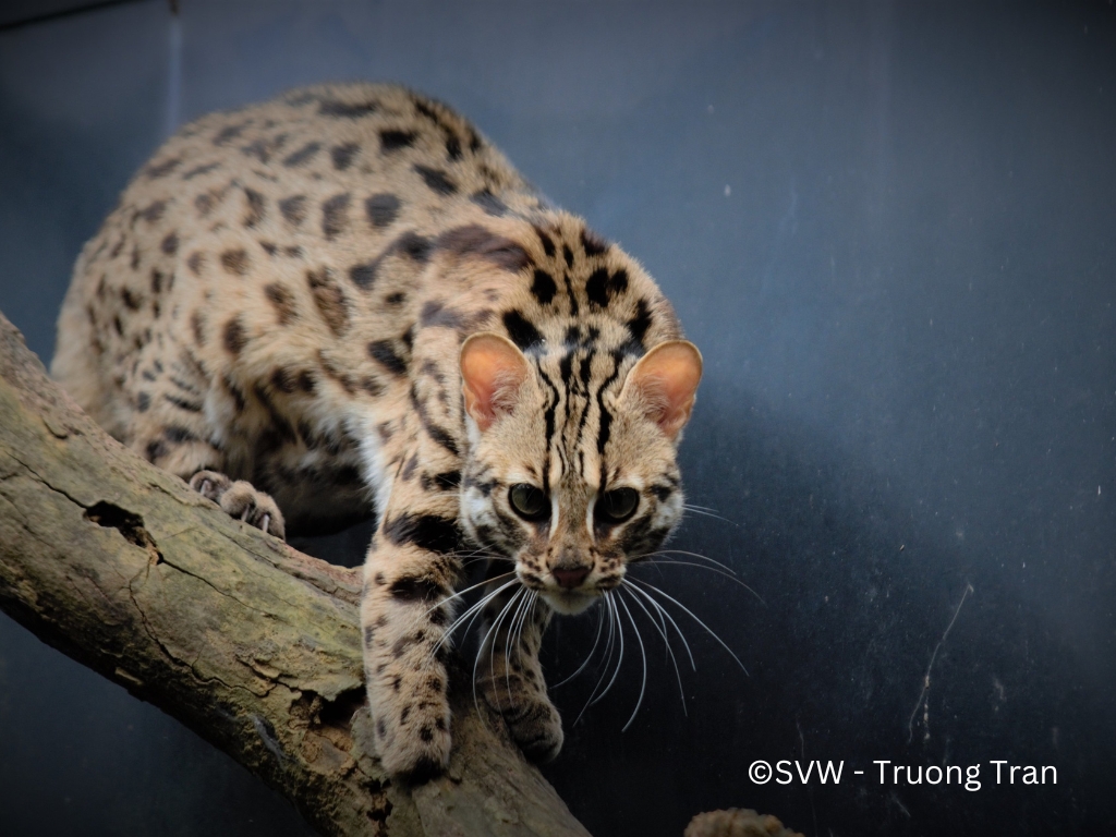 Leopard cat_Trivet3