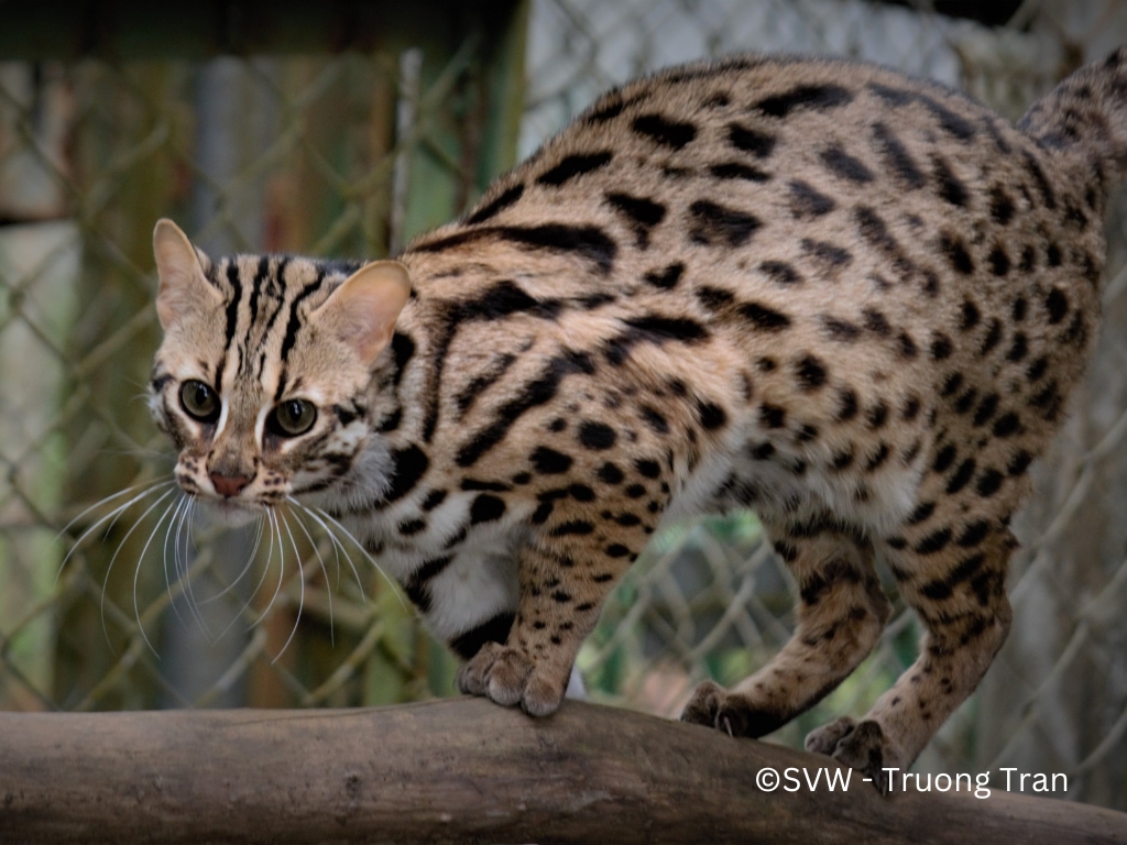 Leopard cat_Trivet4