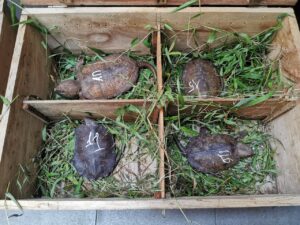 Rescue 59 critically endangered big-headed turtles in Nghe An