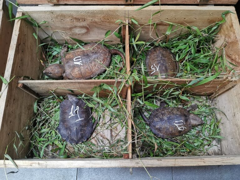 Read more about the article Tịch thu bắt giữ 59 cá thể rùa đầu to vận chuyển trái phép tại Nghệ An