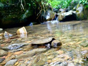 Releasing 65 big-headed turtles