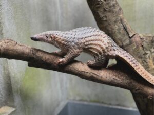 Read more about the article Behind the pangolin rehabilitation: The hard work of SVW’s keepers and volunteers