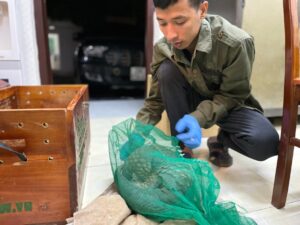 Rescue of a Chinese Pangolin in Hoa Binh