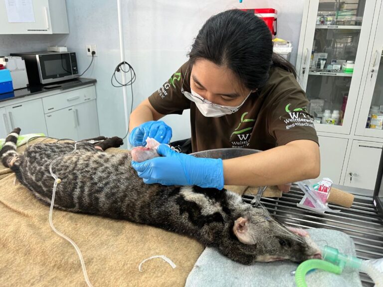 Read more about the article Increasing animal welfare for confiscated wildlife, awareness raising on poaching, and ongoing animal welfare education for children in Vietnam