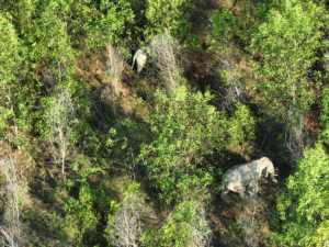 How does SVW use modern technology to understand the conflict between humans and elephants?