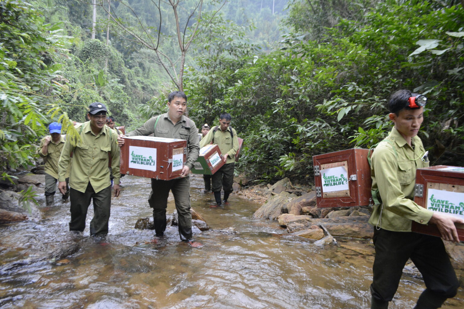 Release pangolins to the wild