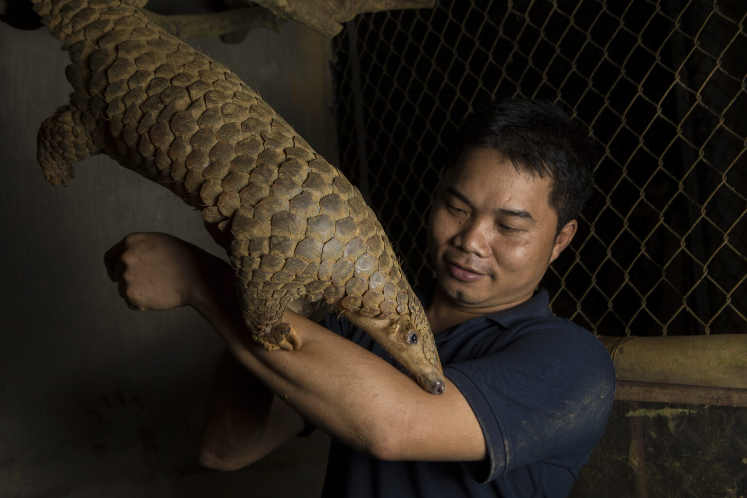 Thai Pangolin photo by Suzi Eszterhas