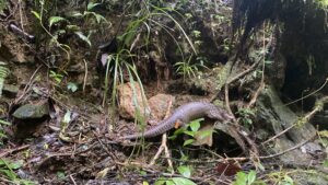 Read more about the article [Press release] Successfully release of 12 Sunda pangolins back to the wild