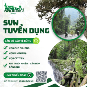 SVW Tuyển dụng vị trí: CÁN BỘ BẢO VỆ RỪNG (ANTI-POACHING)