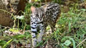 Read more about the article SVW RECRUITMENT: FUNDRAISING MANAGER