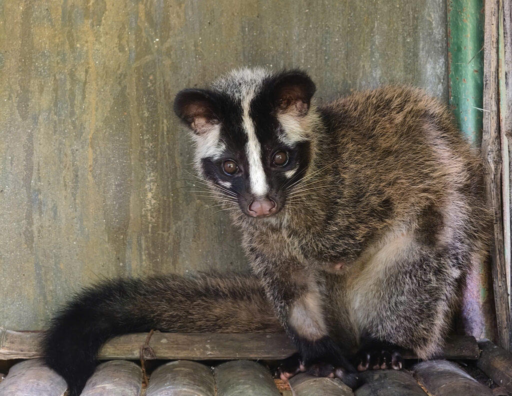 Adopt Manh the Masked Palm Civet 4 z7052755883259_be374a51c01bdcf2407f1bfc78a32da9