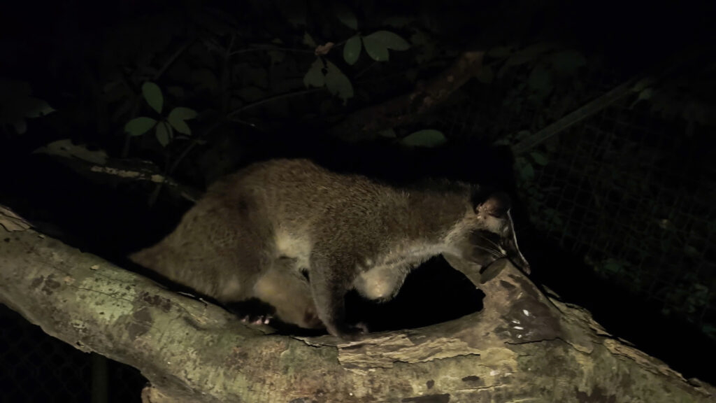 Adopt Manh the Masked Palm Civet 3 z7052755919839_b12d0c59987cd7b047beb2dc0fe7a73e