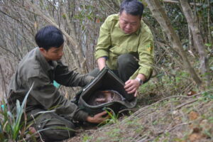[Press release] Release of 12 Sunda Pangolins and 5 Asian Small-clawed Otters back to the wild