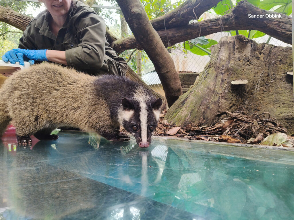 Adopt An the Masked Palm Civet 4 An_Cầy vòi mốc_ĐSGD mới_2026