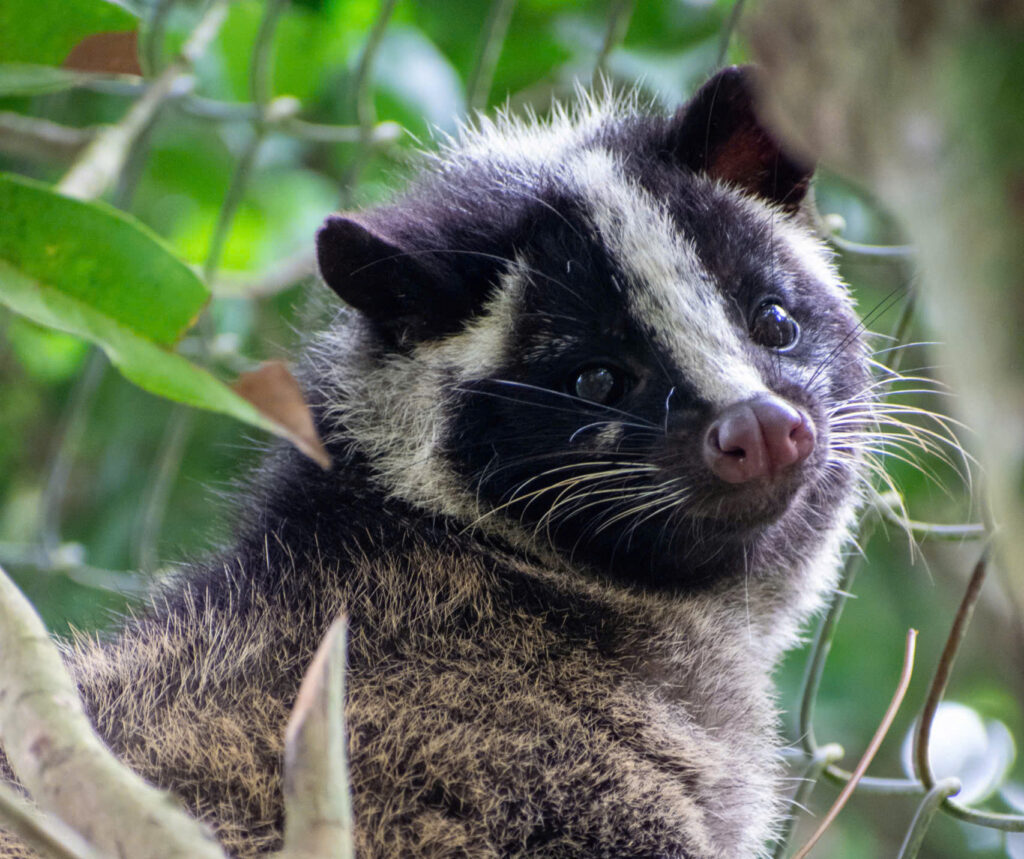 Adopt An the Masked Palm Civet 3 An_ĐSGD 2026