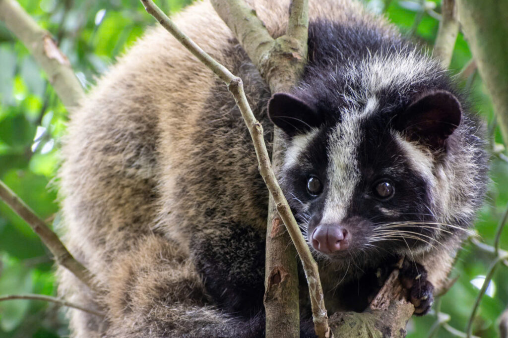 Adopt An the Masked Palm Civet 5 An_ĐSGD mới năm 2026